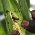 Kasese Farmers Hit by Caterpillar Outbreak as Armyworms Ravage Maize Crops
