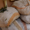 Ibanda Man Arrested With 12 Sacks of Premature Vanilla in Illegal Harvest Crackdown