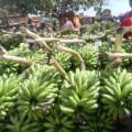Matooke Prices Crash, Mbarara Vendors Count Losses