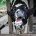  Kamwenge Extends Cattle Market Closure Over FMD