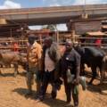 Police Recover Suspected Stolen Cattle in Wakiso